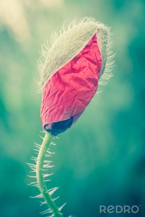 Fototapete Knospe von roter Blume