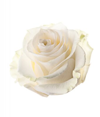 Fototapete Knospe von weißer Rose