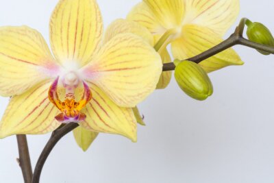 Fototapete Knospen und Orchideen in Gelb