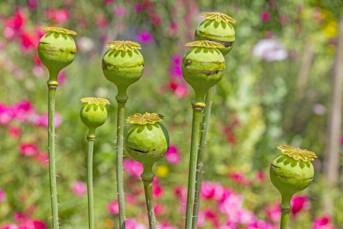 Fototapete Knospen von Feldmohnblumen