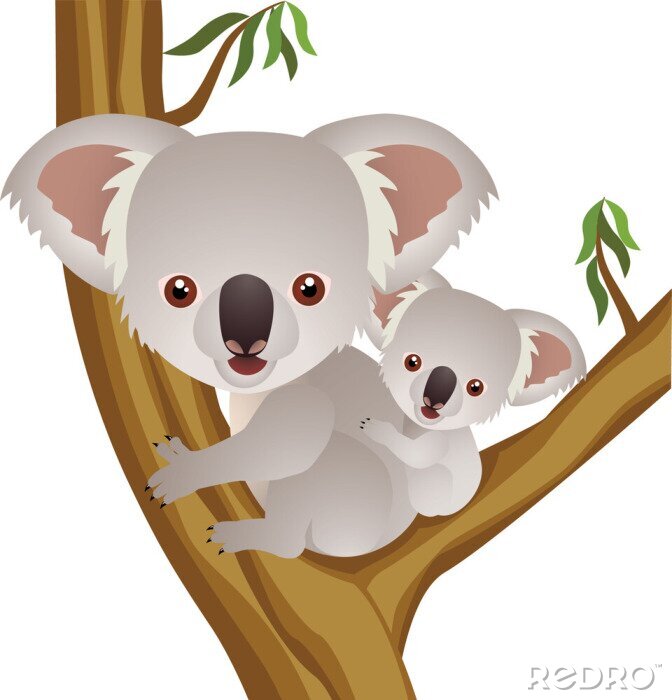 Fototapete koala