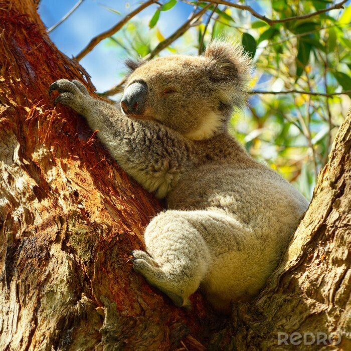 Fototapete Koalabär in Australien