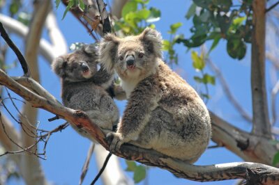 Koalabären auf Bäumen in Australien