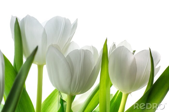 Fototapete Köpfe von weißen Tulpen