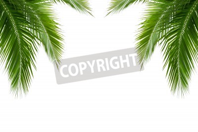 Fototapete Kokosnusspalmblätter aus Tropen