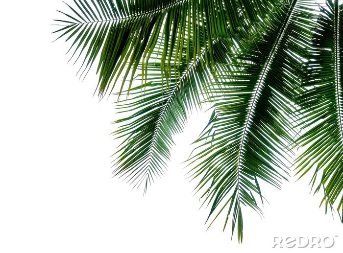 Fototapete Kokosnusspalme auf weißem Hintergrund