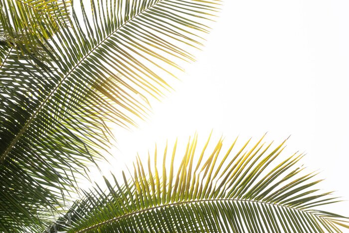 Fototapete Kokosnusspalme Blatt