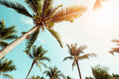 Kokosnusspalmen im Sonnenschein