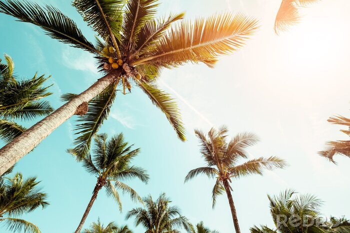 Fototapete Kokosnusspalmen im Sonnenschein