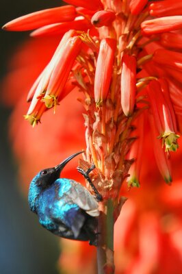 Kolibri an roten Blumen