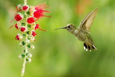 Fototapete Kolibri auf grünem Hintergrund