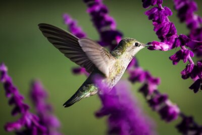Kolibri bei den violetten Blüten