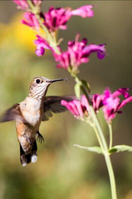 Fototapete Kolibri bei rosa Blumen