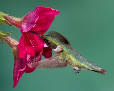 Fototapete Kolibri in Bewegung
