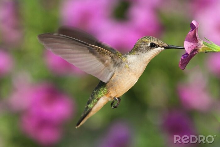 Fototapete Kolibri und violette Blumen