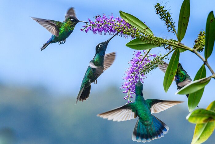 Fototapete Kolibris trinken Nektar