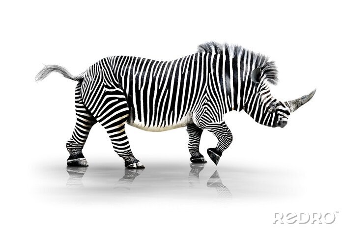 Fototapete Kombination von Zebra und Nashorn
