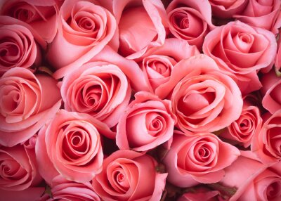 Komposition aus rosa Rosen