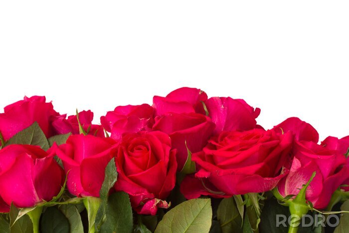 Fototapete Komposition aus Rosen auf weißem Hintergrund