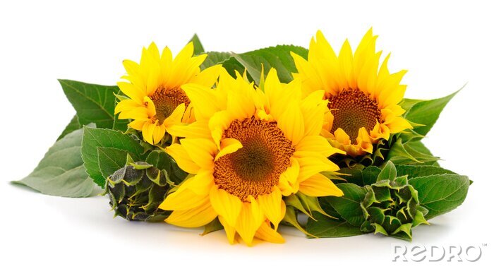 Fototapete Komposition gelber Sonnenblumen