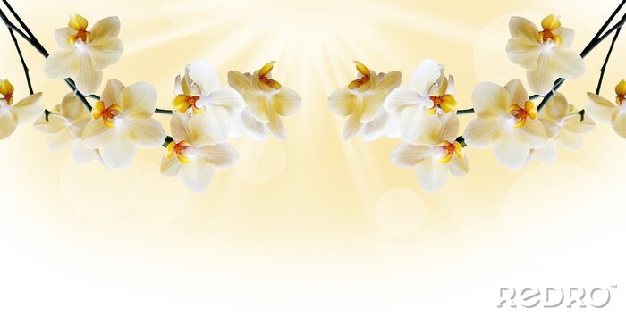 Fototapete Komposition von gelben Orchideen