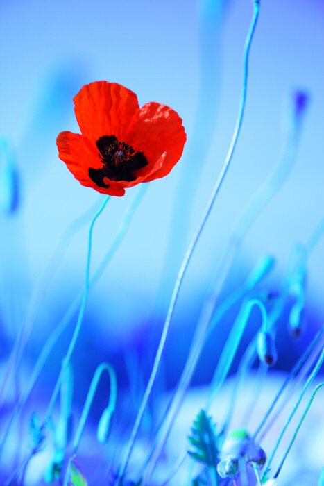 Fototapete Kontrastierender Mohn auf blauem Hintergrund