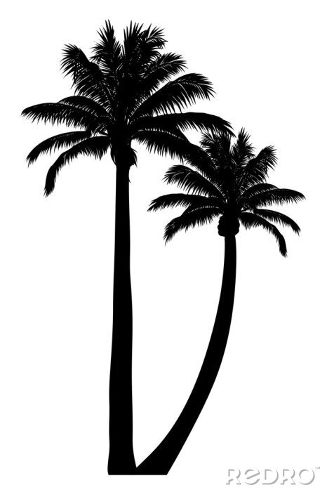Fototapete Konturen von schwarzen Palmen auf weißem Hintergrund