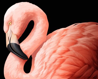 Fototapete Konzept eines Flamingos auf schwarzem Hintergrund