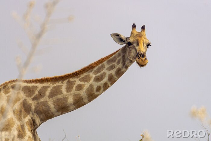 Fototapete Kopf der Giraffe mit Himmel im Hintergrund