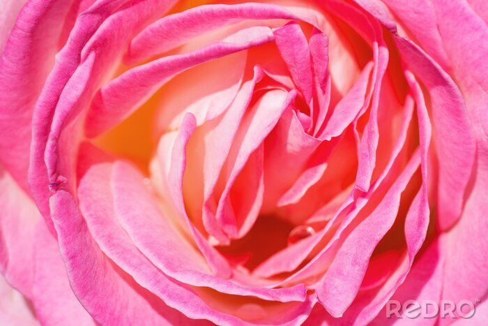 Fototapete Kopf von rosa Rose