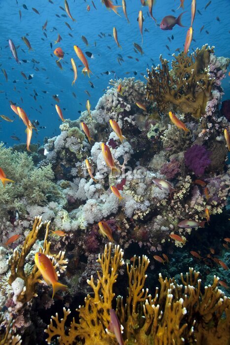 Fototapete Korallen und Fische