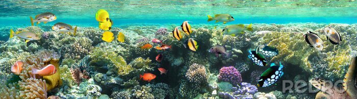Fototapete Korallenriff 3D Panorama