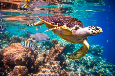 Korallenriff 3D und Wasserschildkröte