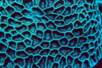 Korallenriff als Makrofotografie