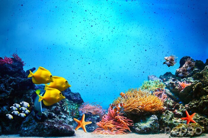 Fototapete Korallenriff auf blauem Hintergrund