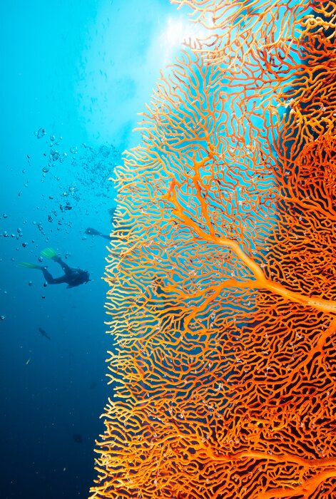 Fototapete Korallenriff aus nächster Nähe