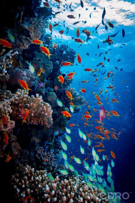 Fototapete Korallenriff Farbenspiel im Meer
