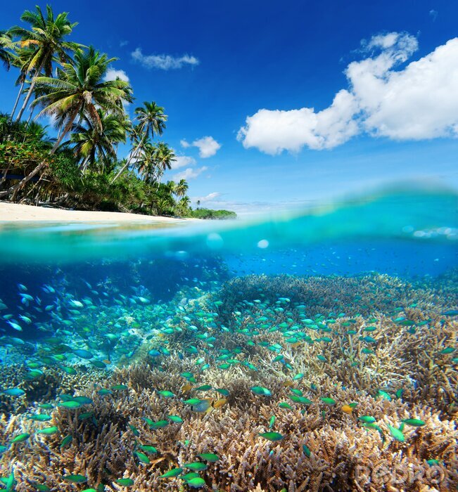 Fototapete Korallenriff im exotischen Ozean
