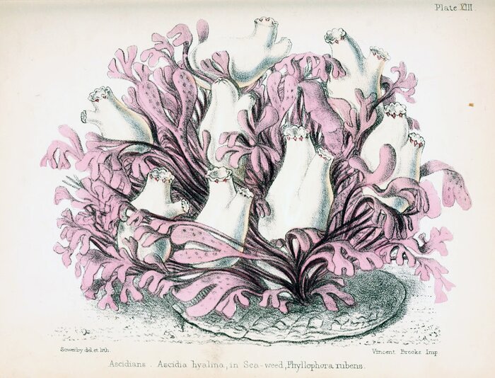 Fototapete Korallenriff im Retro-Stil