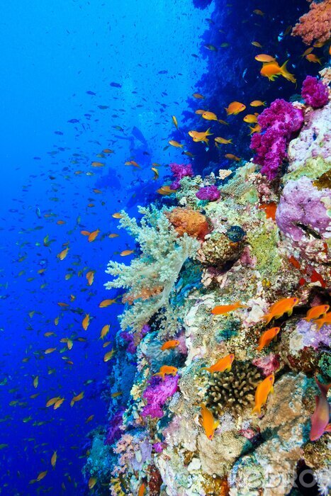 Fototapete Korallenriff in Ägypten