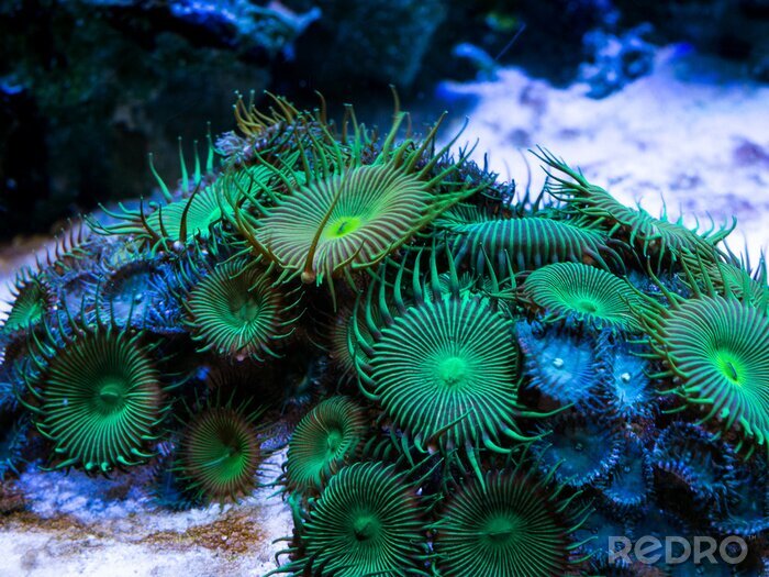 Fototapete Korallenriff in Blau mit Pflanzen