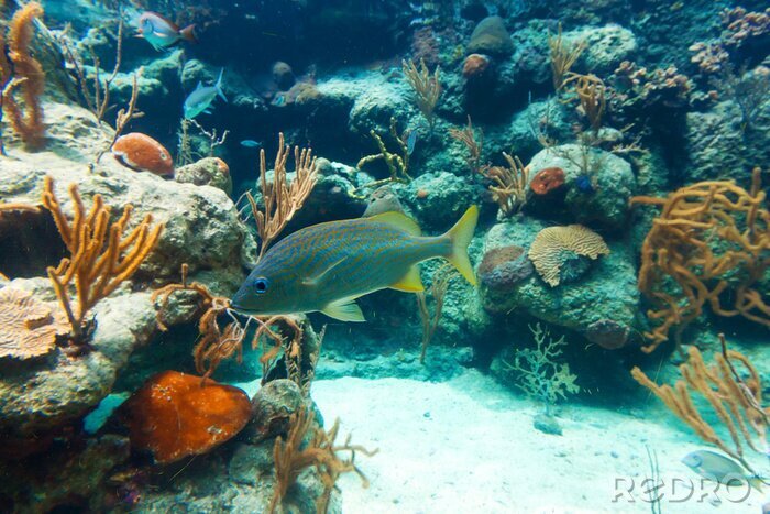 Fototapete Korallenriff in Mexiko