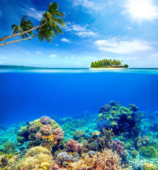 Fototapete Korallenriff Insel und Palmen