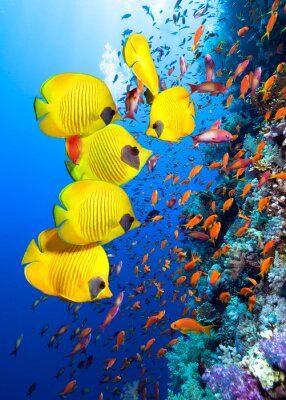 Fototapete Korallenriff mit fischen gelbem