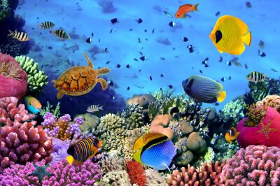 Fototapete Korallenriff mit Fischen im Ozean