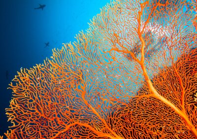 Korallenriff orange
