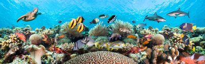 Fototapete Korallenriff und Fische im Ozean