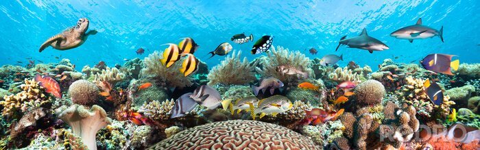 Fototapete Korallenriff und Fische im Ozean