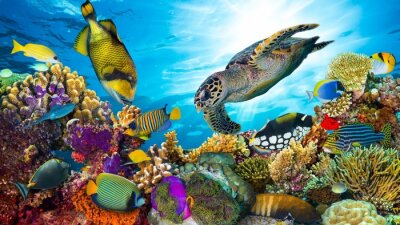 Fototapete Korallenriff und Meerestiere
