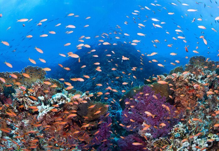 Fototapete Korallenriff und orange Fische